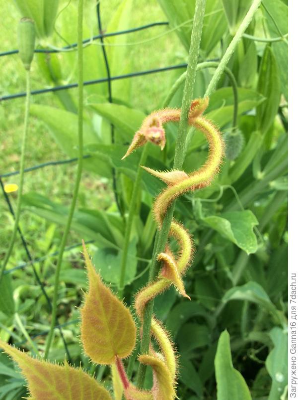 Удушающая любоФФ