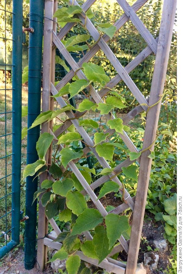 Дженни на сегодняшний день