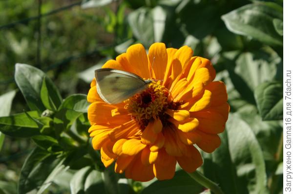 Лето продолжается