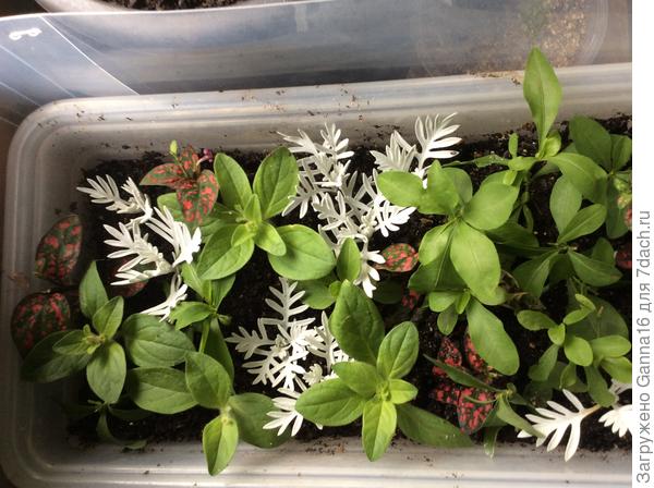 Черенки петунии и др.