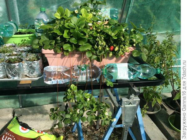 Есть завязи на &laquo; усах&raquo;, что и предусмотренно в ее названии