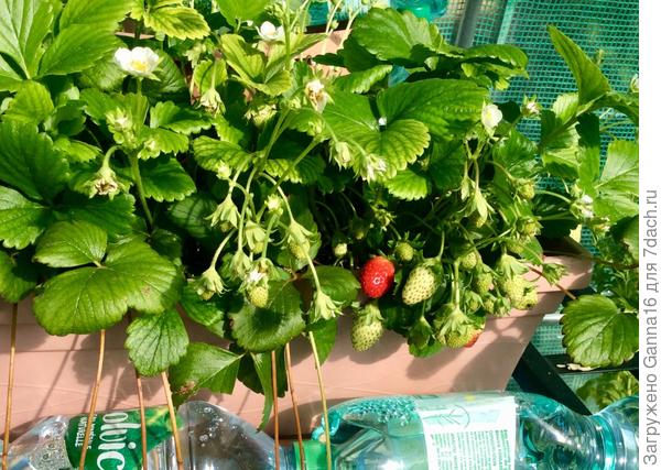 Клубника на сегодня