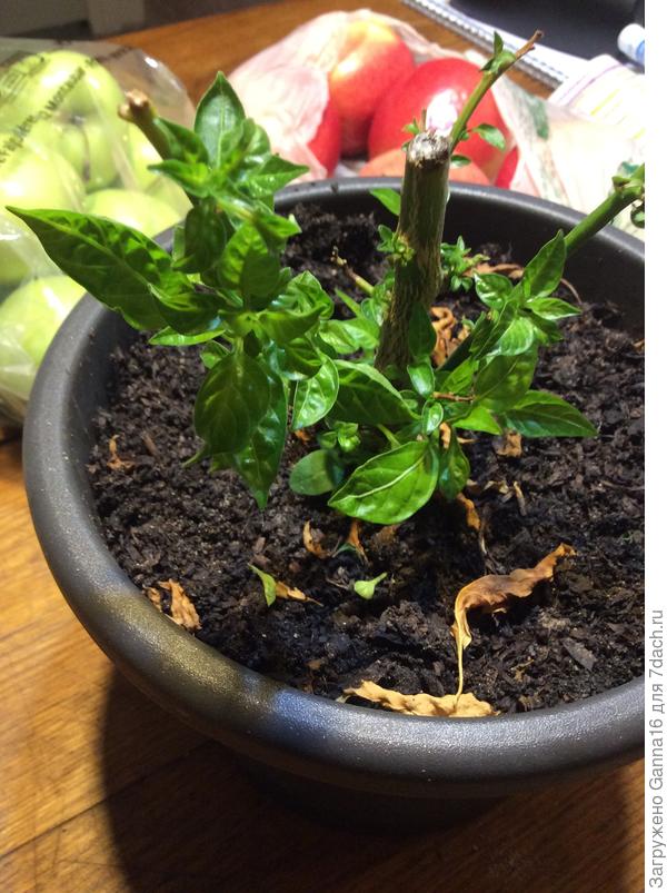 Обрезанный на днях