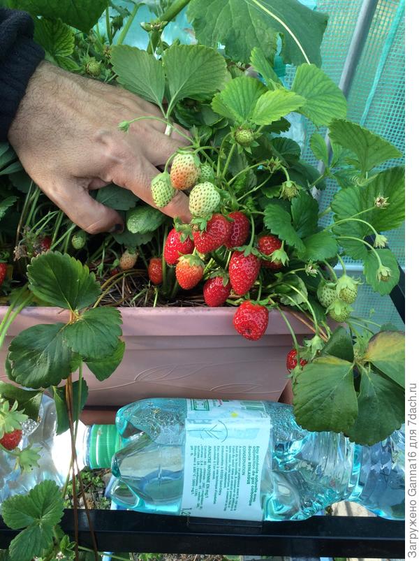 Клубничка октябрьская