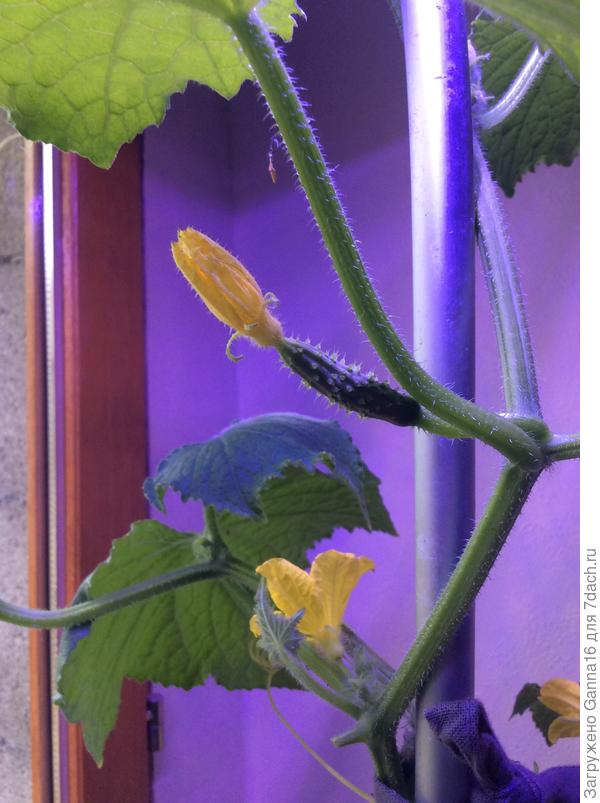 Скоро-скоро будем пробовать