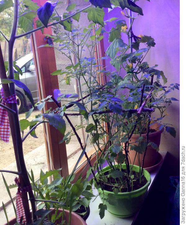 На сегодняшний день.  Кустик томата в зеленом горшке не вытянулся, это он так растёт. Это микро-черрики, детям на потеху.