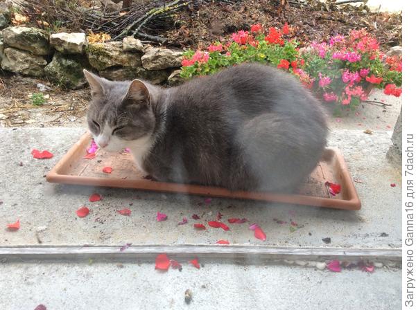 «Цветочек»