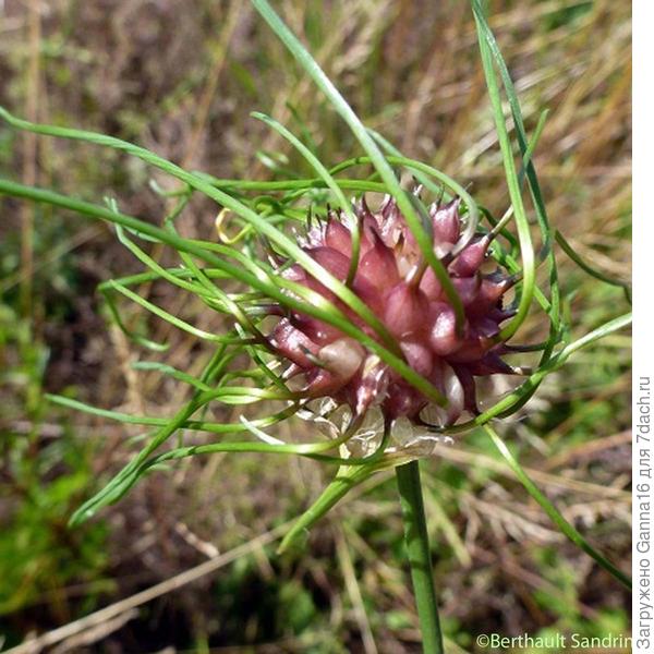 Тоже рокамболь Странный. Всё фото из интернета