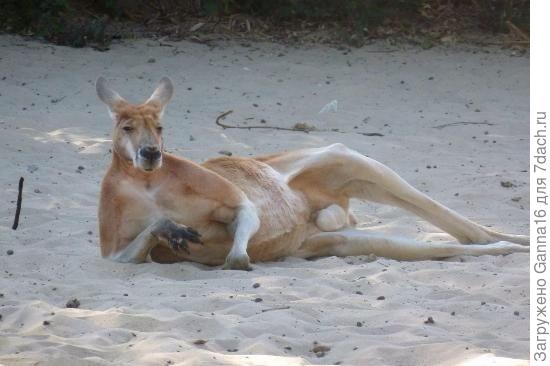 Чтоб нам так жить....