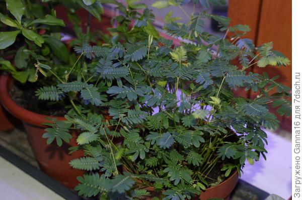 Мимоза стыдливая