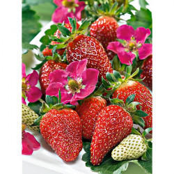 Вот такая должна получиться. https://www.graines-baumaux.fr/233769-fraise-f1-ariba-red.html