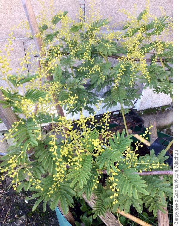 Акация готова к цветению. Не обращай внимания на палки , это от моих кошек, чтоб на незабудках под акацией не укладывались.