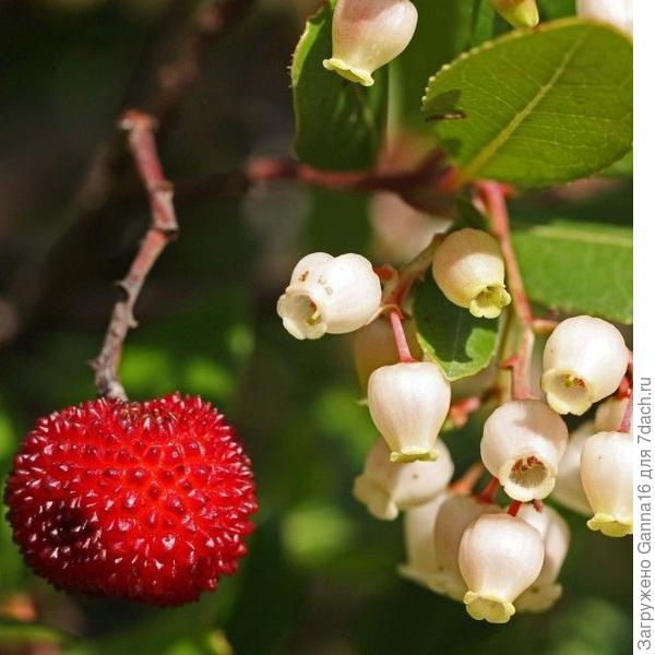 Информация и фотка отсюда https://www.promessedefleurs.com/arbustes/arbustes-de-a-a-z/arbousier-arbutus-unedo.html