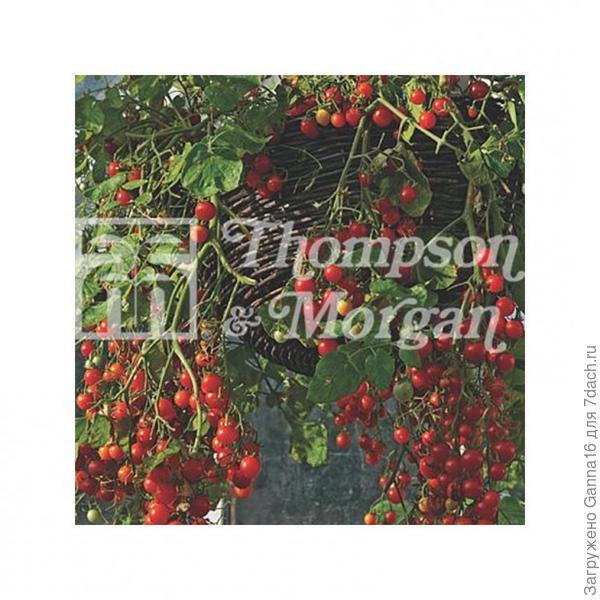 https://www.promessedefleurs.com/potager/graines-potageres/graines-de-tomate/tomate-cherry-cascade.html  Вот такие обещают. Что на самом деле получится посмотрим.