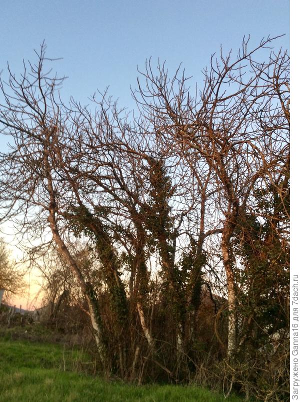 Фига. Соседская. Там участок заброшенный, никто не обрезает, не подкармливает. Но плоды вкуснющие! Белые. А у другой соседки есть инжир фиолетовый, менее сладкий.