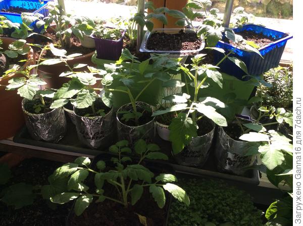 Места как всегда не хватает, пора песаживать в большие емкости.