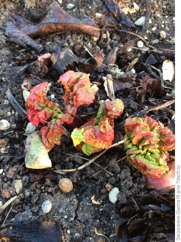 Ревень заставляет слюнки пускать в ожидании