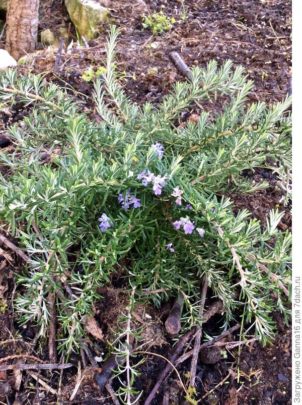 Розмарин цветет уже