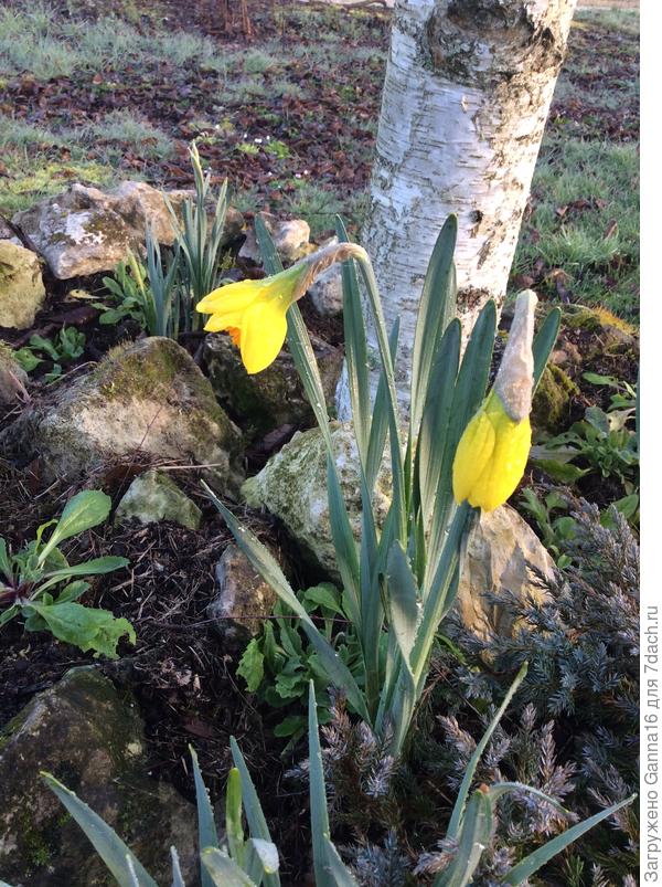 Просто « подберёзовики»