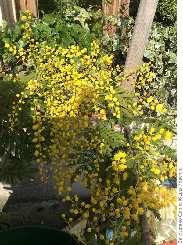 Мимоза уже во всеоружии