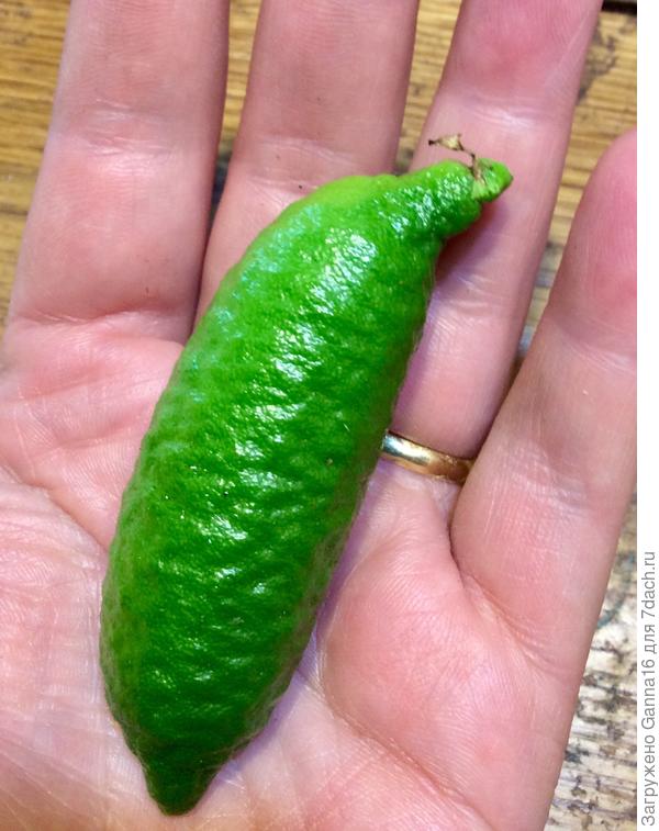 Сегодня сорван