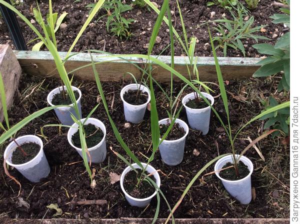 Заморачиваться пикировкой не стоит, лучше &laquo; кустиком&raquo; сажать.