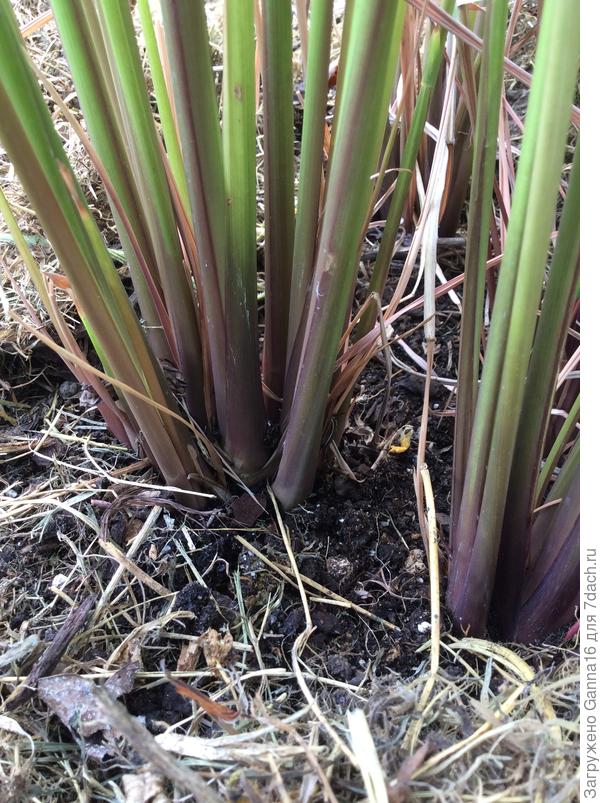 Готов к употреблению