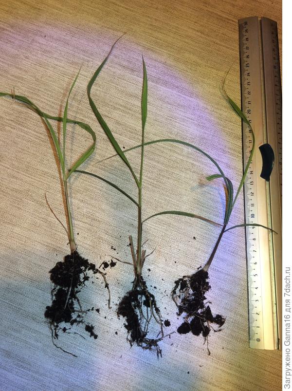 Трава травой