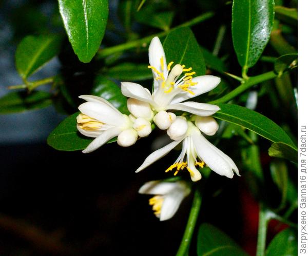 Цветение пальчикового лайма.