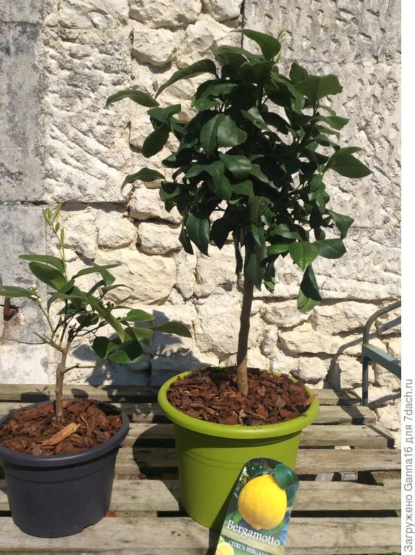 Вот оно, счастье. Слева лайм, справа бергамот.