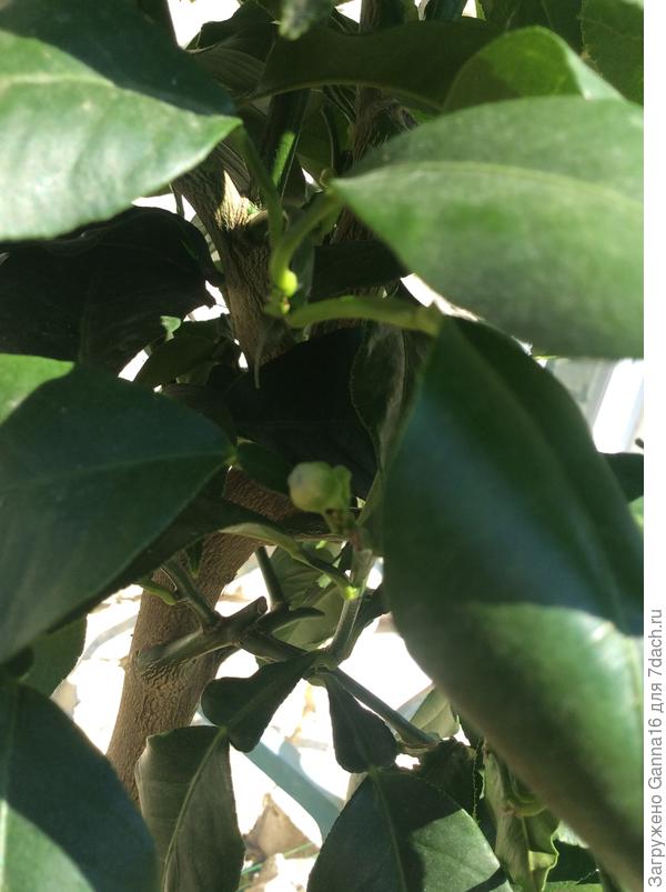 Бутоны бергамота