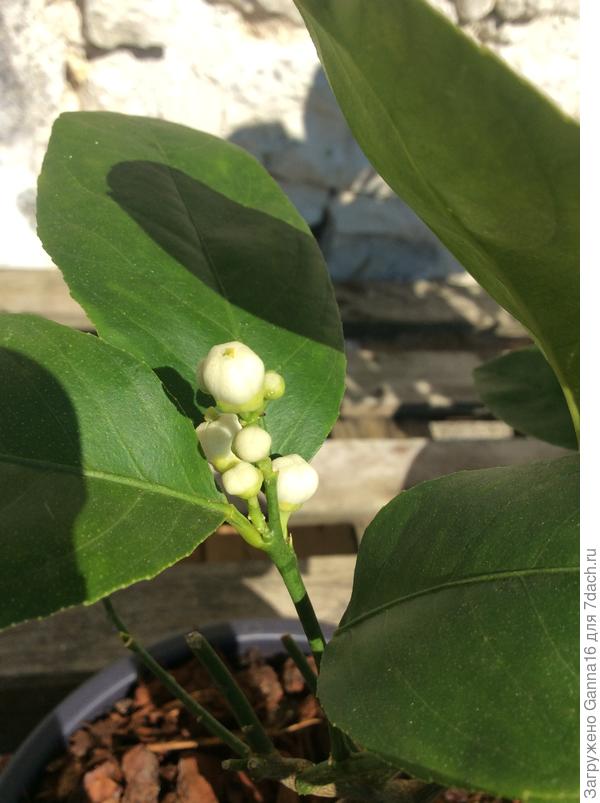 Бутоны лайма Танака