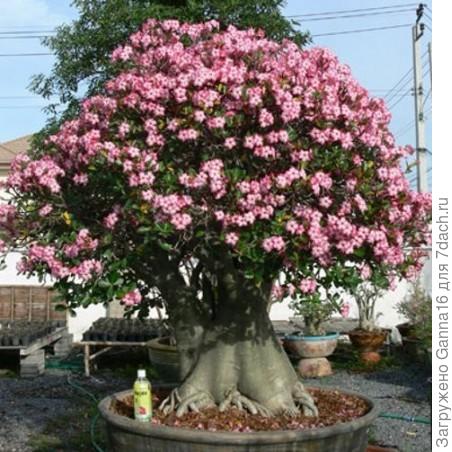 Тож интернет