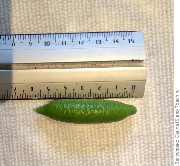 В магазине вот такой самый большой. Как говорится: почувствуйте разницу...