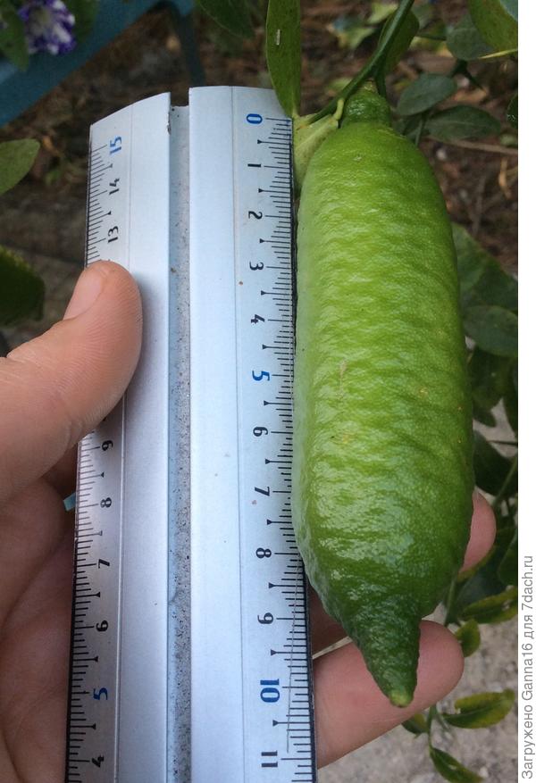 Мой среднестатистический пальчиковый лайм. Ещё не спелый.