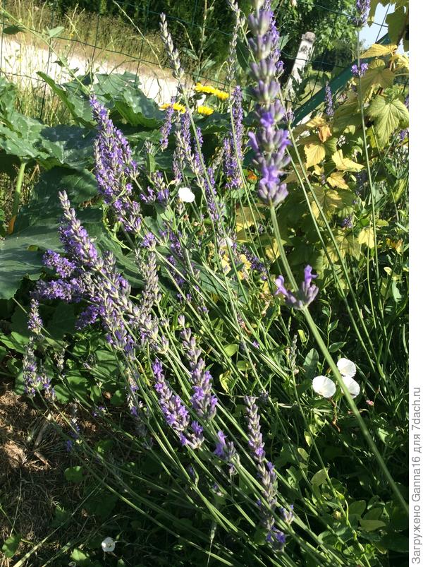 Лаванда «поздняя»