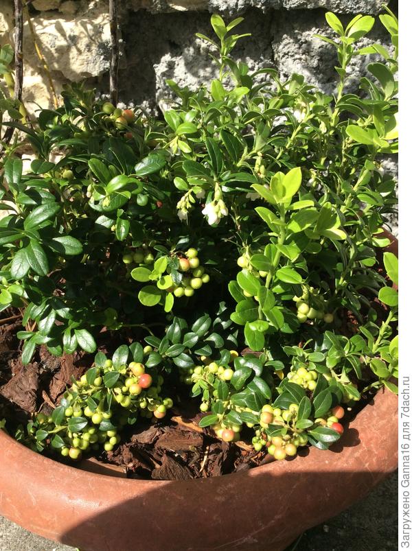 Надежда. Брусника