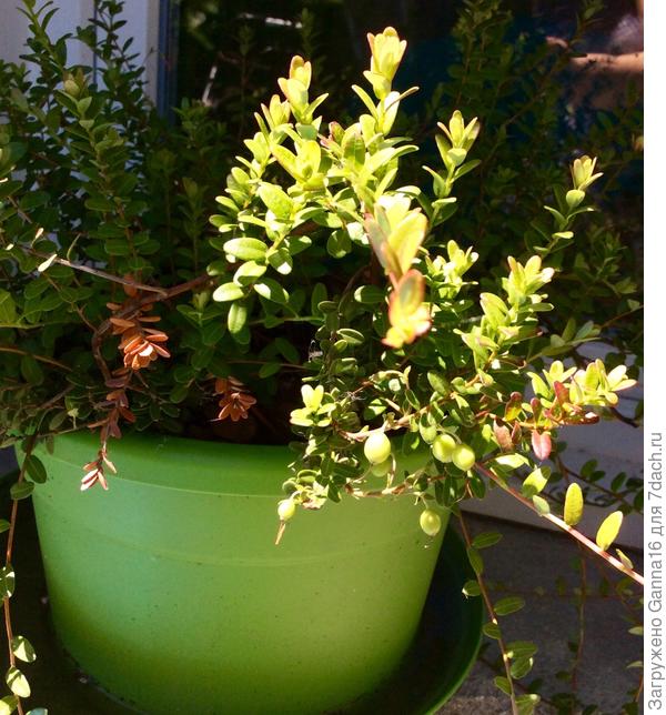 Вот и клюква....