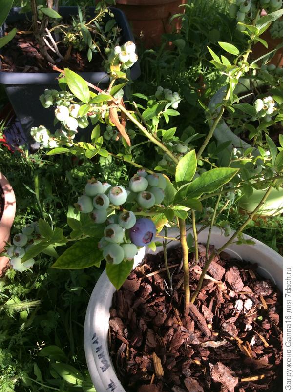 .... и голубика...