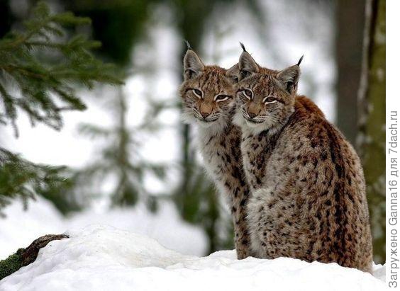 София, Вы котеек любите. Это Вам, большие кошки.