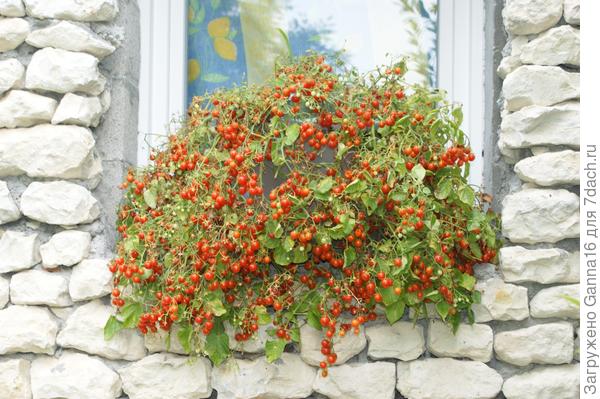 Вишневый каскад