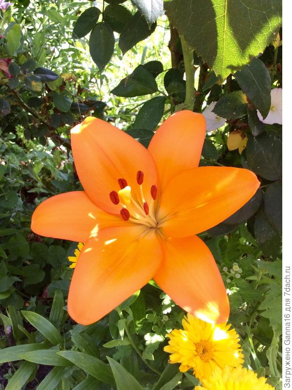 Почему старшая? Да потому,что отцвела давно.