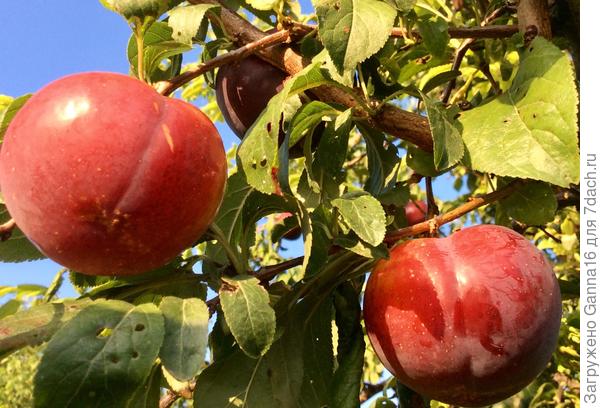 Розовые, без названия, кисло-сладкие.