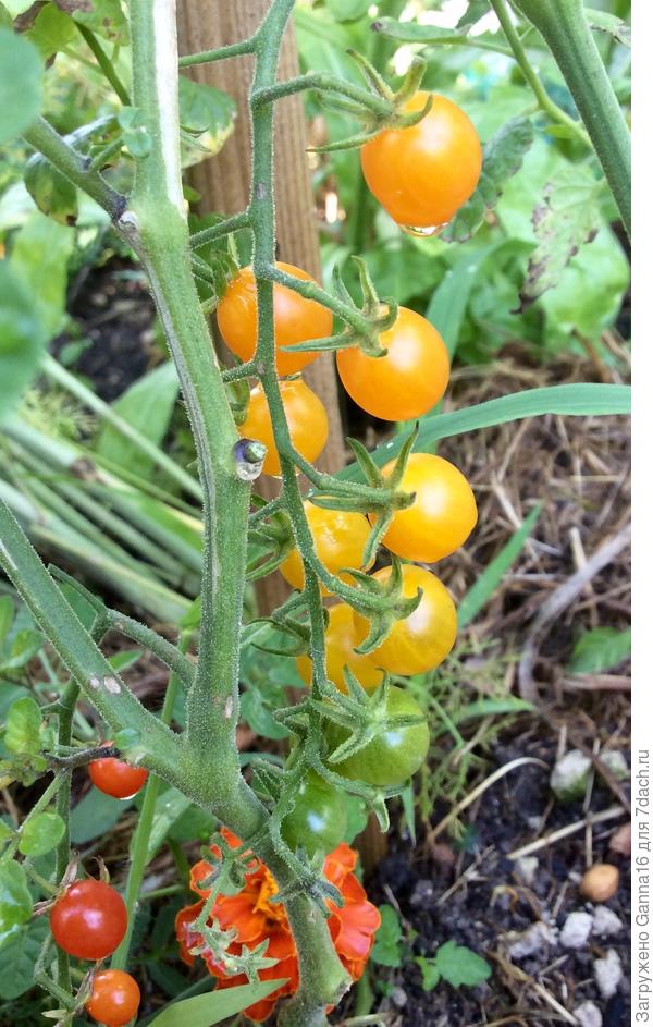 Летом на грядке. На фотке кажутся большими, а в жизни - не больше фасолины.