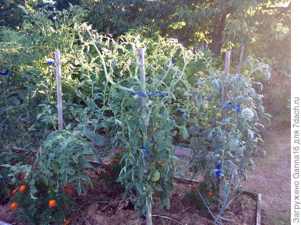 Она же с другой стороны