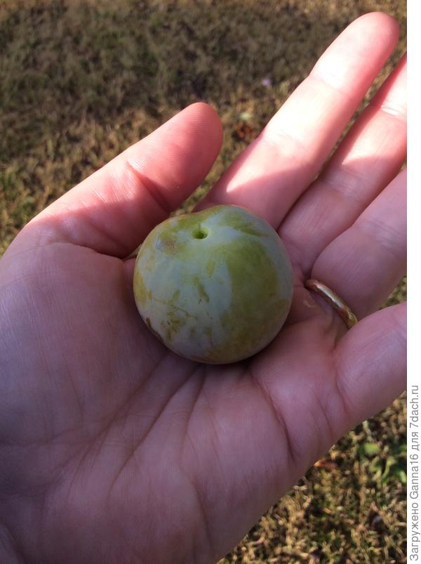 Твоя зелененькая похожа на рен-клод. Моя тоже, в состоянии сильной спелость становится прям как твоя. Скорее сладкая чем кислая, хорошо отстаёт от косточки.