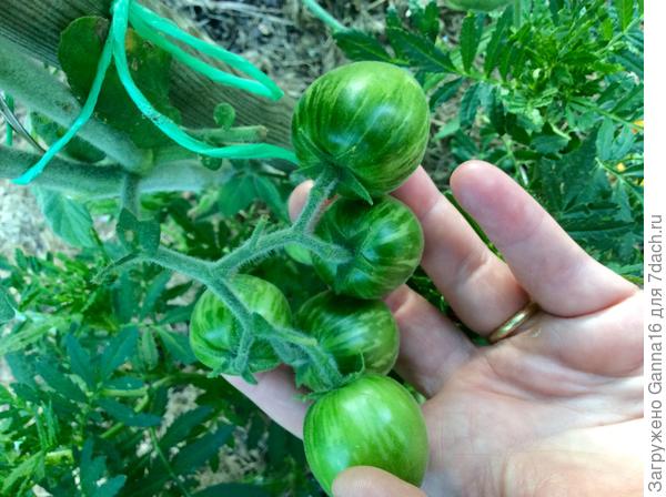 Эльберта персиковая