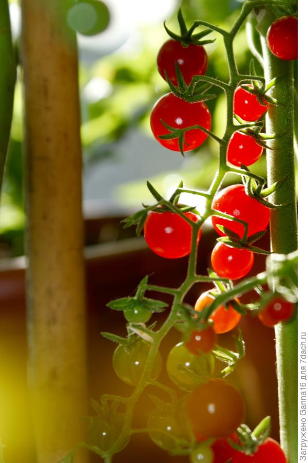 25 декабря, на подоконнике.