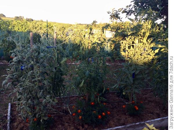 Экспериментальная грядка.