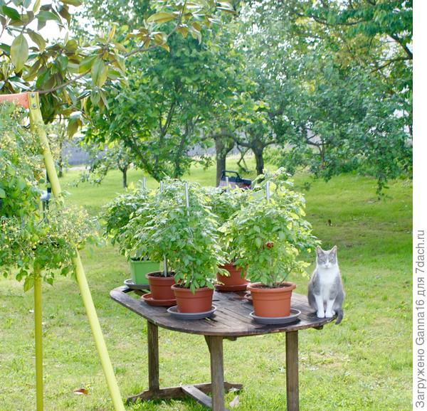 Хозяйка сада, Писташ.